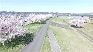 中山町(山形県)、最上川せせらぎ公園の桜