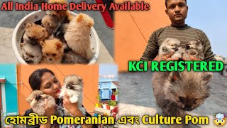 Reasonable Price Puppies In Bally Howrah 💥 | KCI REGISTERED Pomeranian And Culture Pom 🤯🔥