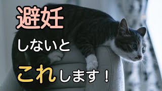 繰り返す発情と出産！メス猫は避妊手術をした方が幸せ(ENG,KOR cc)？