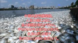 湖に魚の死骸35トン 中国