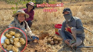 พาคนไทยไปขุดเบ้าในรอบ40ปีเคยขุดตอนเด็ก ตอนนี้60ปีแล้ว|ພາຄົນໄທໄປຂຸດເບົ້າໃນຮອບ40ປີ