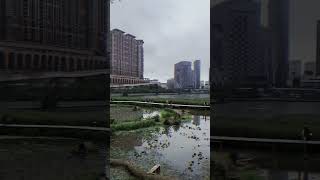 澳門氹仔濕地公園龍環葡韻葡式住宅博物館Macau Taipa 2023.4.10 星期一 下午 Monday Afternoon