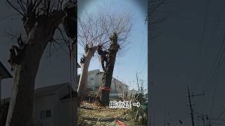 用水路に傾いた樹木の伐採 😅tree removal next to canal  #treeremoval​  #庭木伐採 #ウインチ #shorts