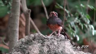 白腰鵲鴝育雛 / White-rumped Shama Breeding