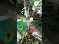 เทคนิคการตอนกิ่งให้รากออกรอบ สำหรับบอนไซ rooting techniques for bonsai. ep1