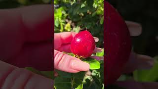 🍒 What Is This Mysterious Red Fruit? 🤔✨| Sandy Handy | #nature #wildfruit #plantmagic #handmovements