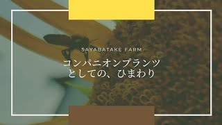 ひまわりの土壌改良効果とコンパニオンプランツとしての優秀さのついて。種選別作業中の雑談。2021.05.03