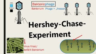 Hershey-Chase -Experiment [deutsch, german] - DNA als Träger der Erbinformation