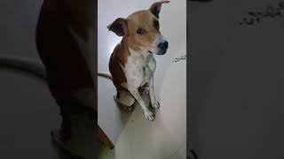 அழகா சிரிப்பு அழகா🤣🤣🥰 dog 🐕 comedy 🐕 #trending #trendingshorts