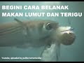 CARA BELANAK MAKAN LUMUT DAN TERIGU || MANCING BELANAK