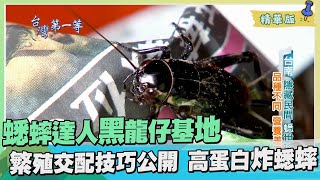 台灣第一等【培育蟋蟀之王 繁殖交配黑龍仔研發超高蛋白炸蟋蟀】_101集精華版