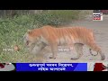 কাজিৰঙা ৰাষ্ট্ৰীয় উদ্যানত সোণালী বাঘ। kaziranga। n18v