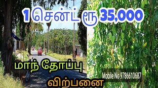 3 ஏக்கர் மாந் தோப்பு விற்பனை | 1 சென்ட் ரூ 35,000 | #realestate #land #landforsale