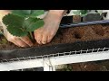 planting strawberries in peat