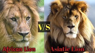 Asiatic Lion vs African Lion । Who Is More Powerful? । Alpha Factz