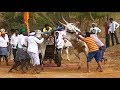 Download Powerful Hallikar bullocks runs at 21 miles per hour speed In Mp4 3Gp Full HD Video