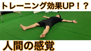 【トレーニング効果UP！？　人間の感覚】コンディショニングトレーナーが解説する感覚の話〜体性感覚編〜