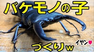 カブトムシ＋クワガタ　バケモノの子づくりでもやってみるかな？（くろねこチャンネル）