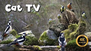 Cat TV 🐈 - WOODPECKER'S WOODS 🪶9,5 hours 4K