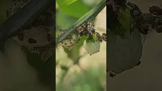 sucking pests in Citrus plants