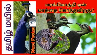 மரங்கொத்திப் பறவை | Wood Pecker Birds | Life style of Wood Pecker  | தமிழ் மயில்