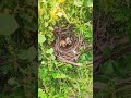 Untamed Fowl Egg Bird EP#00950 #Species #Eggshells #Feathered #Nests #Egg laying #Hatching  #wildlif