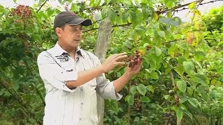 Mora uva, una variedad muy apetecida por su productividad y rentabilidad - La Finca De Hoy