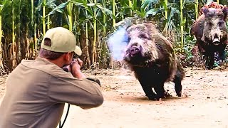 DANGEROUS GIANT BOARS TOP 50 WILD BOAR, MOST EXCITED HUNTING SCENES! #hoghunt #wildboar #wildpig