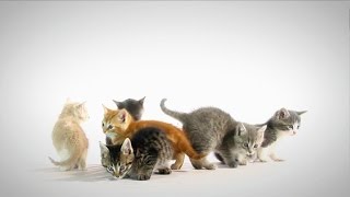 Watch The VP Debate With Our Live Kitten Focus Group!