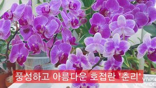 너무도 탐스럽고 아름다운 호접란  '춘리' 와 초미니 호접란 키우는 방법  알려드립니다