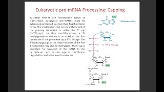 Lecture 14 mRNA capping