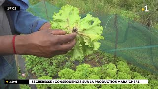 Sécheresse à Bras-Panon, les agriculteurs en souffrance