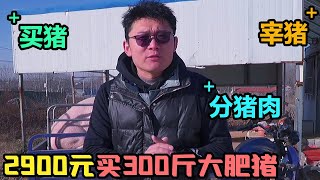 记录农村老家宰猪分猪，花2900元买300多斤大肥猪，6个壮汉差点没搞定【大刘小刘的日常】