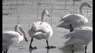 Over 8000 Wild Whooper Swans Cross the Frozen Yellow River for Food