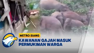 Lapar, Kawanan Gajah Liar Rusak Rumah Warga [METRO SIANG]