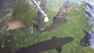 ピラルク小さいですが勢いあります！餌やり風景（15ｔ水槽飼育）☆大型魚ピラルクとその他多数