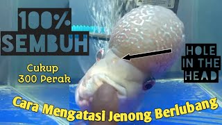 Cara Mengobati Jenong Berlubang / Hole In The Head ( HITH ) Pada Ikan Louhan || Argua Aquatic