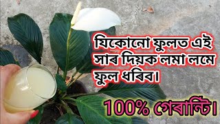 home gardening ॥ assamese flower garden ॥ assamese flower care tips ॥ winter flower fertiliser ॥