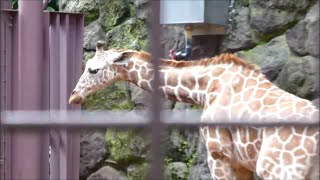 20200915 上野動物園　オカピ（バカーリ）＆キリン（ヒナタ、リンゴ、ヒカリ）