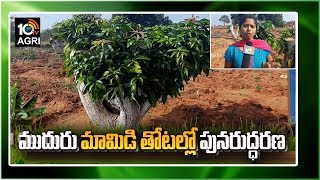 ముదురు మామిడి తోటల్లో పునరుద్ధరణ | Techniques For Renovation Of Damaged Mango Trees | Matti Manishi