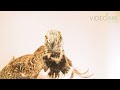 A male greater sage grouse (Centrocercus urophasianus) named Clifford at the Calgary Zoo.