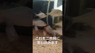 タナゴの産卵管