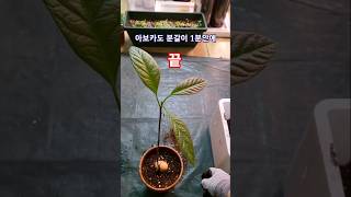 먹고남은 씨앗으로 130일키운 아보카도 나무 1분안에 분갈이 .130th abocado tree grown with leftover seed repot . #황영웅 미운사랑