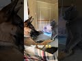 grey cat be crazy cat vs dog grumpycat catfight germanshepherd