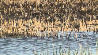 Adult Lesser Yellowlegs, Marazion Marsh. Cornwall.