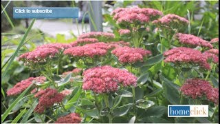 Sedum Autumn Joy - Growing Tips