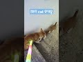 fun cat war । funniest cat video 2024 । ଆମ ବିଲେଇ ନାନୀ ରଙ୍ଗ