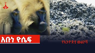 የኢትዮጵያ መልኮች- አቡነ ዮሴፍ Etv | Ethiopia | News