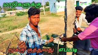 மாடுகளுக்கு மூக்கு குத்துவது எப்படி  Nose Roap For Cow Full Details  Bull catchers  Krishnagiri