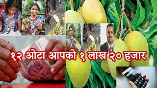 आँप बेचिरहेकी बालिकाको १२ वटा आँप २ लाख रुपैयाँमा कसले किनिदिए ? mango